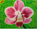 #SN13 - Orchidée (30 X 24 cm - toile - 65 €)