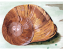 escargot (papier)